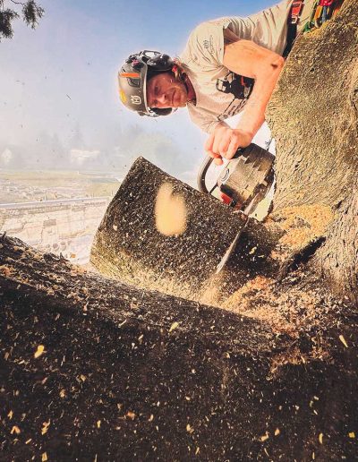 Peter Vergote XPTreecare Expert Advies Begeleiding Boomverzorging snoeien vellen Duurzaam klimtechniek VetCert