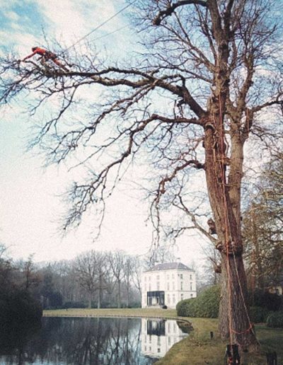 Peter Vergote XPTreecare Expert Advies Begeleiding Boomverzorging snoeien vellen Duurzaam klimtechniek VetCert