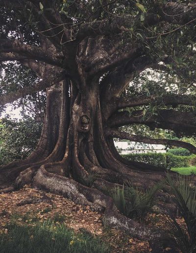 Peter Vergote XPTreecare Expert Advies Begeleiding Boomverzorging snoeien vellen Duurzaam klimtechniek VetCert