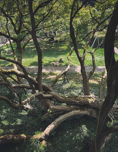 Peter Vergote XPTreecare Expert Advies Begeleiding Boomverzorging snoeien vellen Duurzaam klimtechniek VetCert