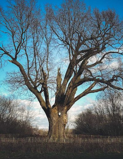 Peter Vergote XPTreecare Expert Advies Begeleiding Boomverzorging snoeien vellen Duurzaam klimtechniek VetCert