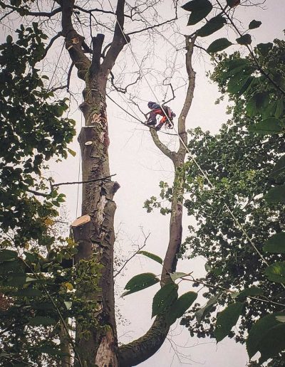 Peter Vergote XPTreecare Expert Advies Begeleiding Boomverzorging snoeien vellen Duurzaam klimtechniek VetCert