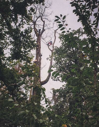 Peter Vergote XPTreecare Expert Advies Begeleiding Boomverzorging snoeien vellen Duurzaam klimtechniek VetCert