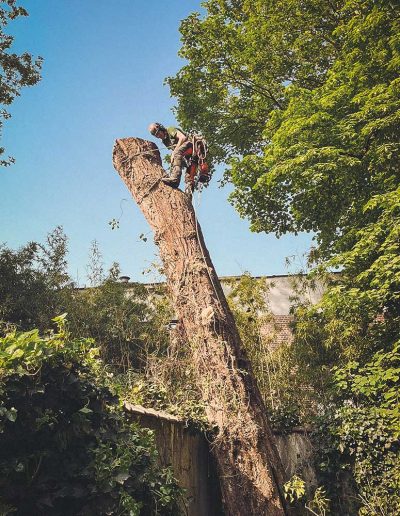 Peter Vergote XPTreecare Expert Advies Begeleiding Boomverzorging snoeien vellen Duurzaam klimtechniek VetCert