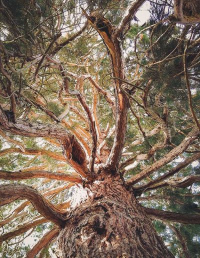 Peter Vergote XPTreecare Expert Advies Begeleiding Boomverzorging snoeien vellen Duurzaam klimtechniek VetCert