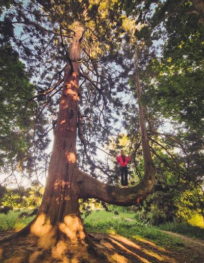 Peter Vergote XPTreecare Expert Advies Begeleiding Boomverzorging snoeien vellen Duurzaam klimtechniek VetCert