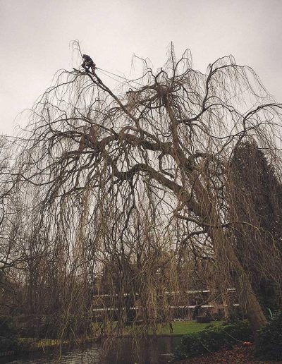 Peter Vergote XPTreecare Expert Advies Begeleiding Boomverzorging snoeien vellen Duurzaam klimtechniek VetCert