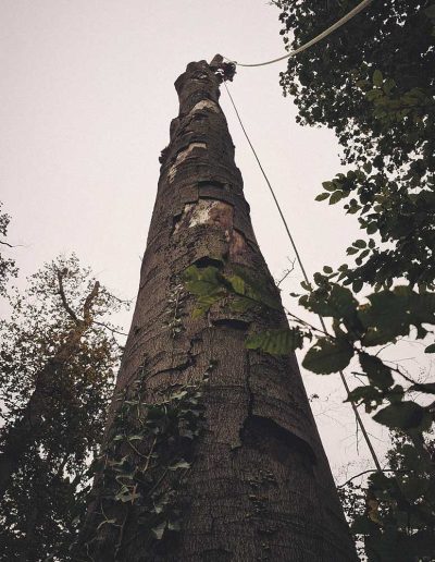 Peter Vergote XPTreecare Expert Advies Begeleiding Boomverzorging snoeien vellen Duurzaam klimtechniek VetCert