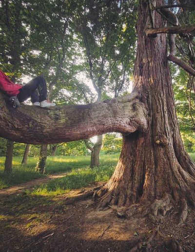 Peter Vergote XPTreecare Expert Advies Begeleiding Boomverzorging snoeien vellen Duurzaam klimtechniek VetCert