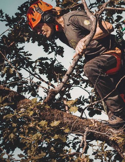 Peter Vergote XPTreecare Expert Advies Begeleiding Boomverzorging snoeien vellen Duurzaam klimtechniek VetCert