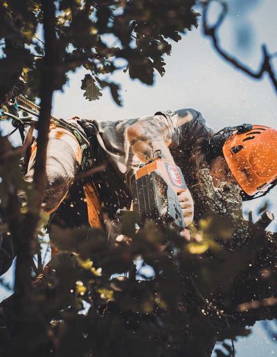 Peter Vergote XPTreecare Expert Advies Begeleiding Boomverzorging snoeien vellen Duurzaam klimtechniek VetCert